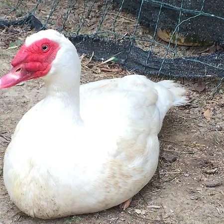 农家乐 1883桑格拉托农家乐 *