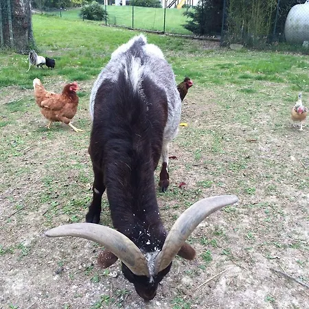 Feriegård Sangrato 1883 *